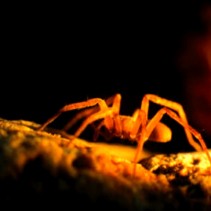 Movile Cave – A Corner Of Mars On Earth