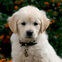 Characteristics You Should Consider When Choosing a Dog for Your Family