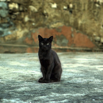 66 Funny Romanian Superstitions